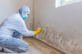 Why You Should Choose Our Mold Remediation Services in North Boston, NY