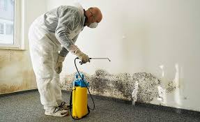 Reliable North Boston, NY Mold Inspection Solutions