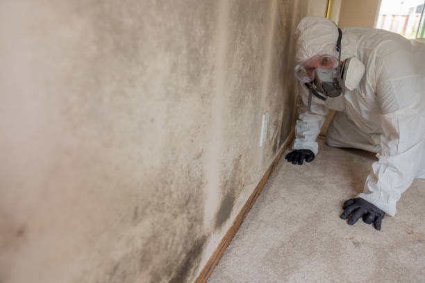 Forensic Mold Investigation in North Boston, NY